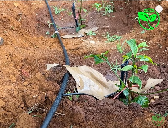 béc tưới VP39 sau 10 phút tưới 